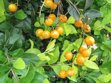 Tem perfume intenso, sabor marcante e cresce em árvores das cidades: descubra essa fruta que é um tesouro da Mata Atlântica no TudoGostoso