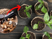 O seu jardim vai explodir com esse truque delicioso: você bebe o vinho e usa esse item nas plantas