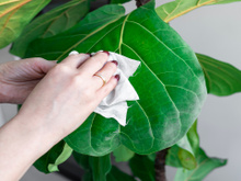 Folhas brilhantes: o ingrediente da despensa que limpa e nutre suas plantas