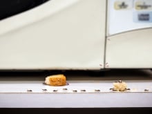 Cozinha blindada contra baratas e formigas com um só truque simples