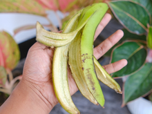 Quase todo mundo joga fora, mas o TudoGostoso explica por que a casca de banana é um verdadeiro tesouro
