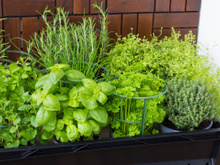 Essa pequena erva que muitos tem no quintal faz bem para a saúde dos rins e dos ossos: saiba como aproveitar os benefícios