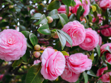 Seu jardim vai ficar muito mais bonito com essas flores: essas 5 espécies são fáceis de cuidar, elegantes e luxuosas