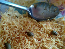 Fricassê de frango com creme de milho