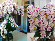 O conselho desse jardineiro que cultivou uma orquídea com 159 flores é valioso: "Eu não entendia isso até ter cultivado por vários anos"