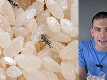 Tomás Gill, engenheiro de alimentos: “O segredo para evitar gorgulhos é armazenar leguminosas ou farinhas no congelador por 24 horas.”