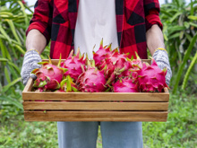 Como plantar pitaya em casa? Com essas dicas você terá essa fruta deliciosa sempre a mão