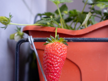 Sem espaço para jardim: como plantar morangos em vasos e ter sempre frutas frescas