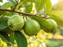 Flores cheirosas e frutas cheias de vitaminas: a árvore perfeita para ter no quintal