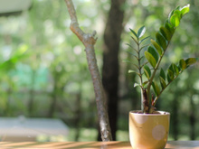 Zamioculca é uma planta que deve ser cultivada dentro de casa, mas será que ela cresce no quintal?