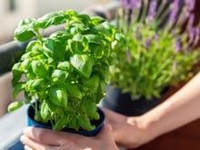 "Enganando a planta de manjericão": Um segredo para fazer o manjericão crescer alto e produzir folhas em abundância!