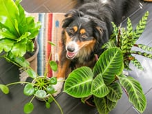 Tem planta e pet? Saiba quando eles não devem se misturar: veja as plantas populares que são tóxicas para animais domésticos