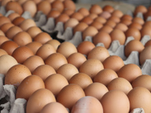 Os produtores de ovos acabaram sendo vítimas do próprio sucesso, passando da glória à crise em questão de meses