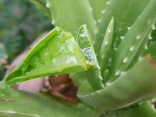 Não é só para os cabelos que a babosa faz bem; veja benefícios surpreendentes dessa planta