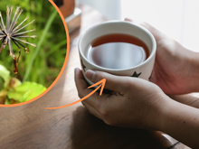 Chá de picão: os múltiplos benefícios da bebida, cuidados e a forma correta de fazer