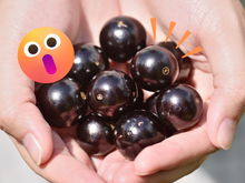 Você está perdendo muitos benefícios se joga a casca da jabuticaba fora