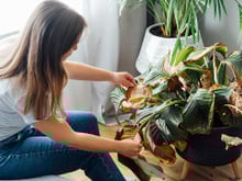 Adeus plantas amareladas: é assim que se faz um fertilizante natural que combate pragas e deixa a sua plantinha linda