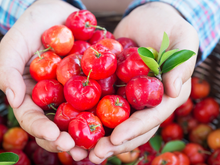 Como cultivar acerola em casa? Essa árvore frutífera pode ser plantada em um vaso!