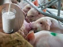 O leite de porca tem um valor nutricional superior ao do leite de vaca, mas por que não é comercializado? Especialistas revelam 3 razões principais