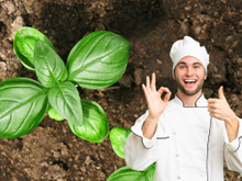 Retire as folhas do manjericão, mas não faça pesto com elas: coloque-as no óleo quente e o resultado será delicioso