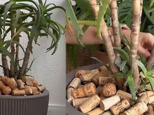 María Ferrarotto, especialista em plantas, ensina: "Colocar rolhas nos vasos ajuda a recuperar as plantas e fazê-las florescer"