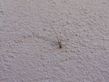 Nem toda dica funciona: veja quais truques caseiros realmente ajudam a afastar as aranhas e quais evitar