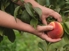 Como cultivar um pessegueiro em casa para que ele dê frutos o ano todo