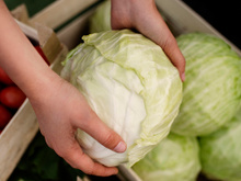 "É seguro comer?" A verdadeira natureza das manchas pretas frequentemente vistas no repolho