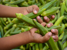 Saiba como escolher quiabo sem quebrar a ponta: esses detalhes garantem a qualidade do alimento