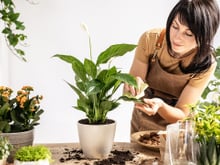 Decoração com plantas para iniciantes: essas são as melhores espécies para ter dentro de casa ou apartamento