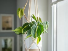 A jiboia adora claridade, mas não suporta sol: saiba onde posicionar a planta para ela crescer saudável e brilhante