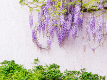Chega de muro feio, com essas plantas, a frente da sua casa vai ficar mais linda do que nunca!