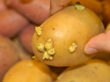 Não é na geladeira, nem na fruteira: as batatas brotam e apodrecem rápido porque você guarda errado