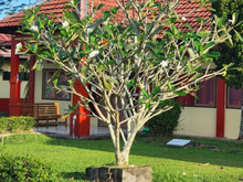 A melhor árvore frutífera para ter em casa: é fácil de cuidar, não danifica o solo e dá frutos deliciosos e nutritivos