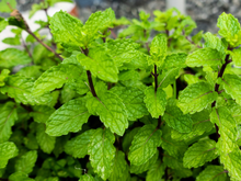 Me ensinaram esse truque de colocar folhas de hortelã na geladeira e agora meu eletrodoméstico nunca fica com odores ruins