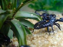 Poucas pessoas sabem, mas essas 3 plantas atraem escorpiões: saiba como prevenir e deixe seu jardim protegido