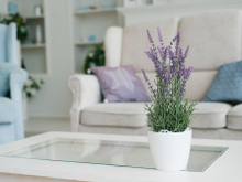 Lavanda em vaso: o que muitos jardineiros ignoram e bloqueia a floração, saiba como cuidar para um crescimento abundante