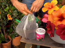 O segredo do saco plástico: como criar uma estufa caseira para mudas de hibisco