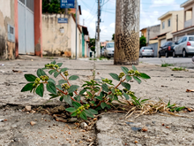 Planta comum que nasce nas calçadas pode trazer muitos benefícios para a saúde e você só precisa de 1 folha