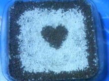 Pavê de chocolate e coco