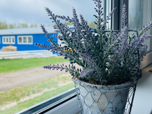 Planta odiada por moscas é a solução definitiva para manter os insetos longe, basta deixá-la na janela