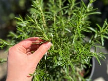 Aqui está como fazer o seu alecrim que nunca cresce virar um verdadeiro arbusto de tão cheio