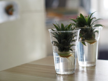 Você vai descobrir agora como plantar abacaxi em casa sem erro com essas dicas infalíveis!