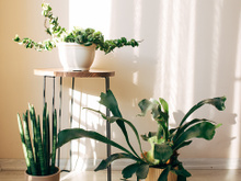 Aprendi com um jardineiro: o que realmente faz diferença para plantas de apartamento quando o calor aumenta