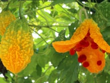 “Cientificamente comprovado”: o suco de melão-de-são-caetano abaixa o açúcar do sangue, ajuda a emagrecer e diminui a inflamação do corpo