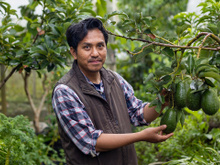 O cultivo de abacate pode ser uma verdadeira ameaça para o meio ambiente! Devemos nos preocupar?