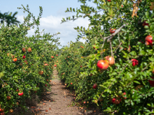 A incrível "fruta dos milagres" é uma das estrelas deste sítio de SC com mais de 2 mil espécies raras e exóticas do mundo