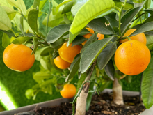 Isso é o que acontece com o seu corpo se você comer uma tangerina por dia