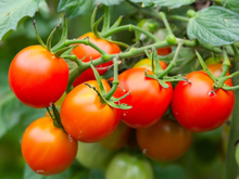 Poucas pessoas sabem, até 90% dos jardineiros erram: regar ou não regar os tomates após o plantio no solo?
