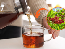 Trata inflamações, auxilia na digestão e acalma: os benefícios do chá de aroeira para a saúde